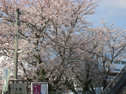 大歳駅の駅名標と桜