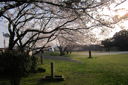 河川公園の桜と朝日