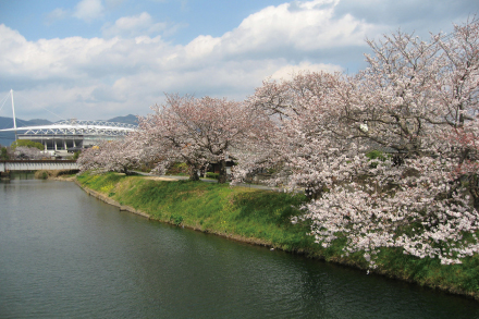 千代丸橋からの桜