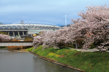 千代丸橋の桜　2