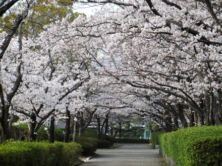 満開の桜並木（佐賀県）