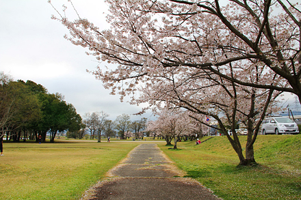 矢原河川公園の桜