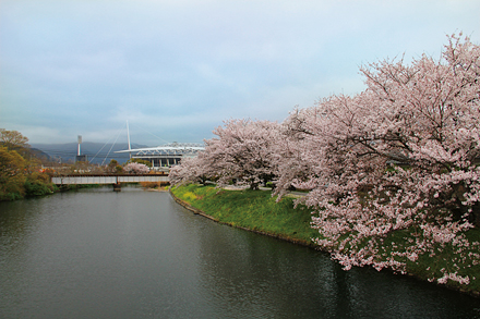 千代丸橋の桜　1