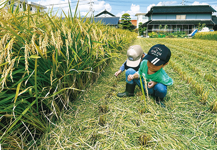 「孫の手を借りて落穂ひろい」
