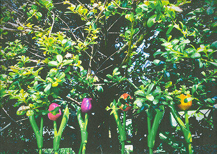 「魅力かがやく私の家族」